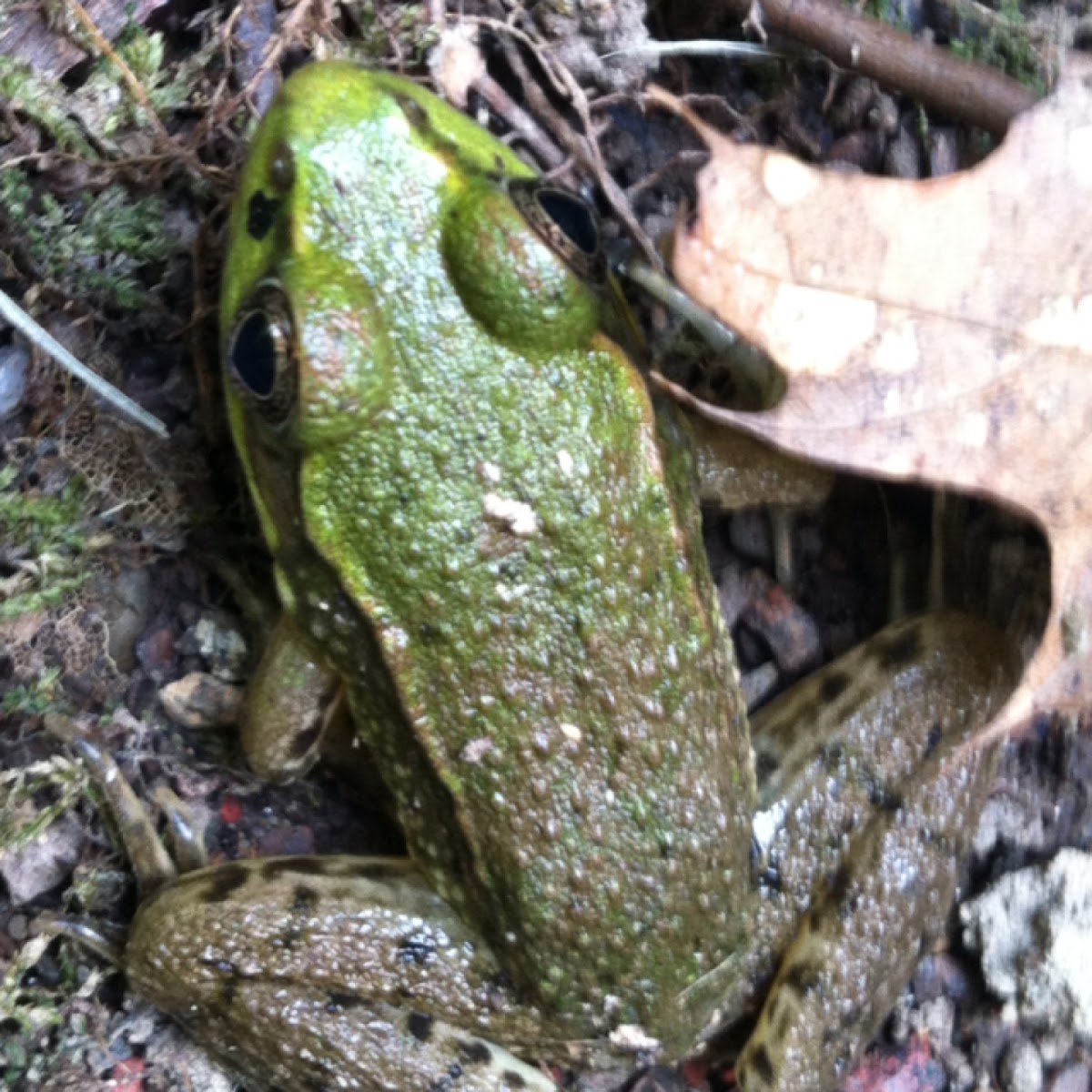 Green Frog