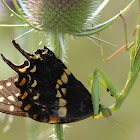 Praying mantis eating black swallowtail