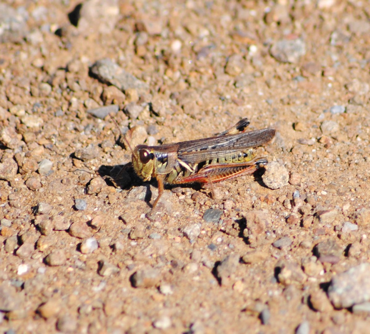 Red Legged Grasshopper