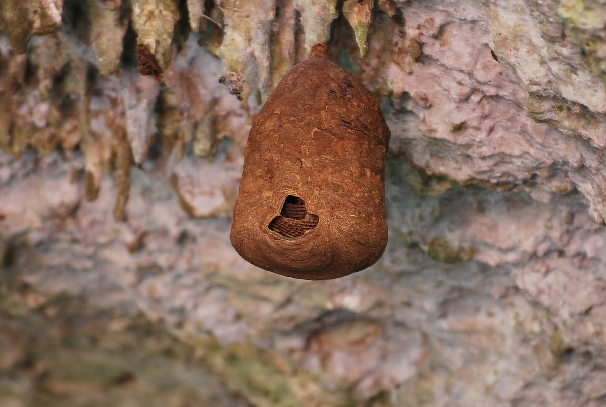 Paper Wasp nest