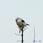 Southern Grey Shrike