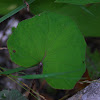 Coltsfoot, Huflattich