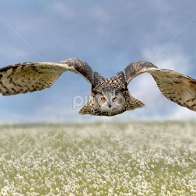by Michael Milfeit - Animals Birds