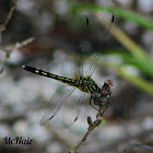 Bue Dasher Dragonfly (female)