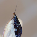 Pied Lacewing