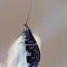 Pied Lacewing