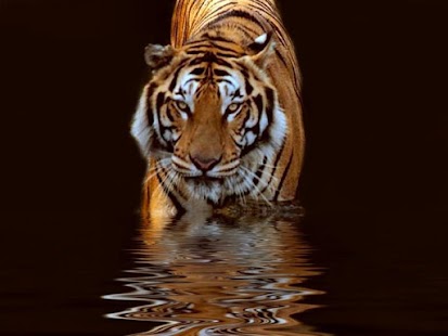 How to download Tiger HD Wallpaper patch 1.0 apk for android