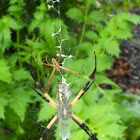 Garden Spider or Writing Spider