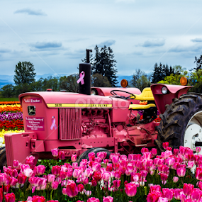 by Don Saddler - Flowers Flower Gardens