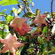 Angel's Trumpet