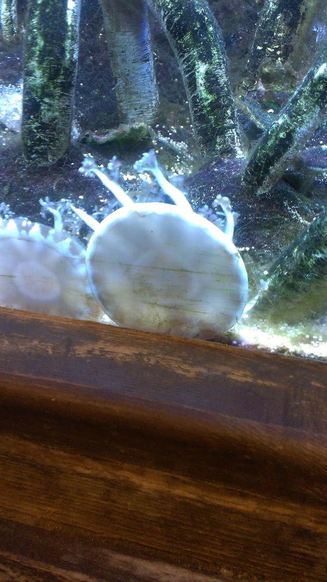 Upside down jellyfish Project Noah