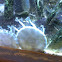 Upside down jellyfish