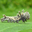 Common Sailor caterpillar