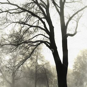 by Tatjana Koljensic - City,  Street & Park City Parks