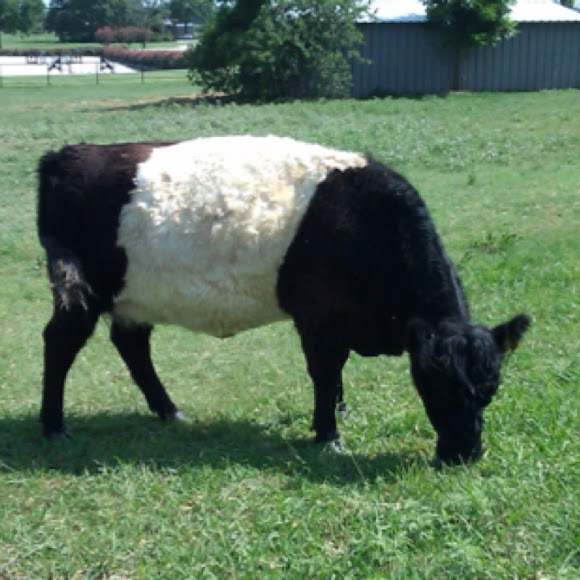 Belted Galloway or Beltie Project Noah