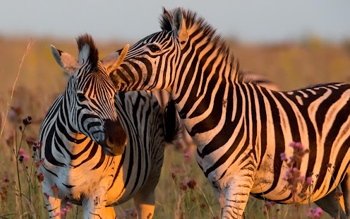 Free Download Zebra Wallpaper APK