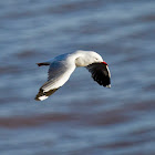 Silver Gull