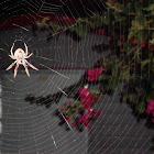 Tropical Orb Weaver