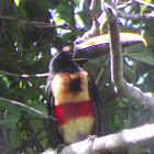 Collared Araçari (Pteroglossus torquatus)