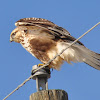 Rough-Legged Hawk