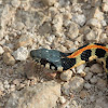 Eastern Black-necked Gartersnake