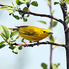 Yellow Warbler (male)