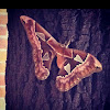 Forbes' Silkmoth