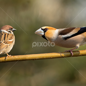 Coccothraustes coccothraustes vs passer by Dragomir Taborin - Animals Birds