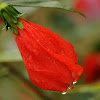 Sleeping Hibiscus or turks' cap mallow