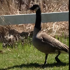 Canada goose