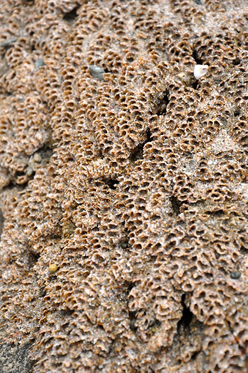 Coral/Tube Worms?