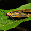 Zygaenid Day-flying Moth, female