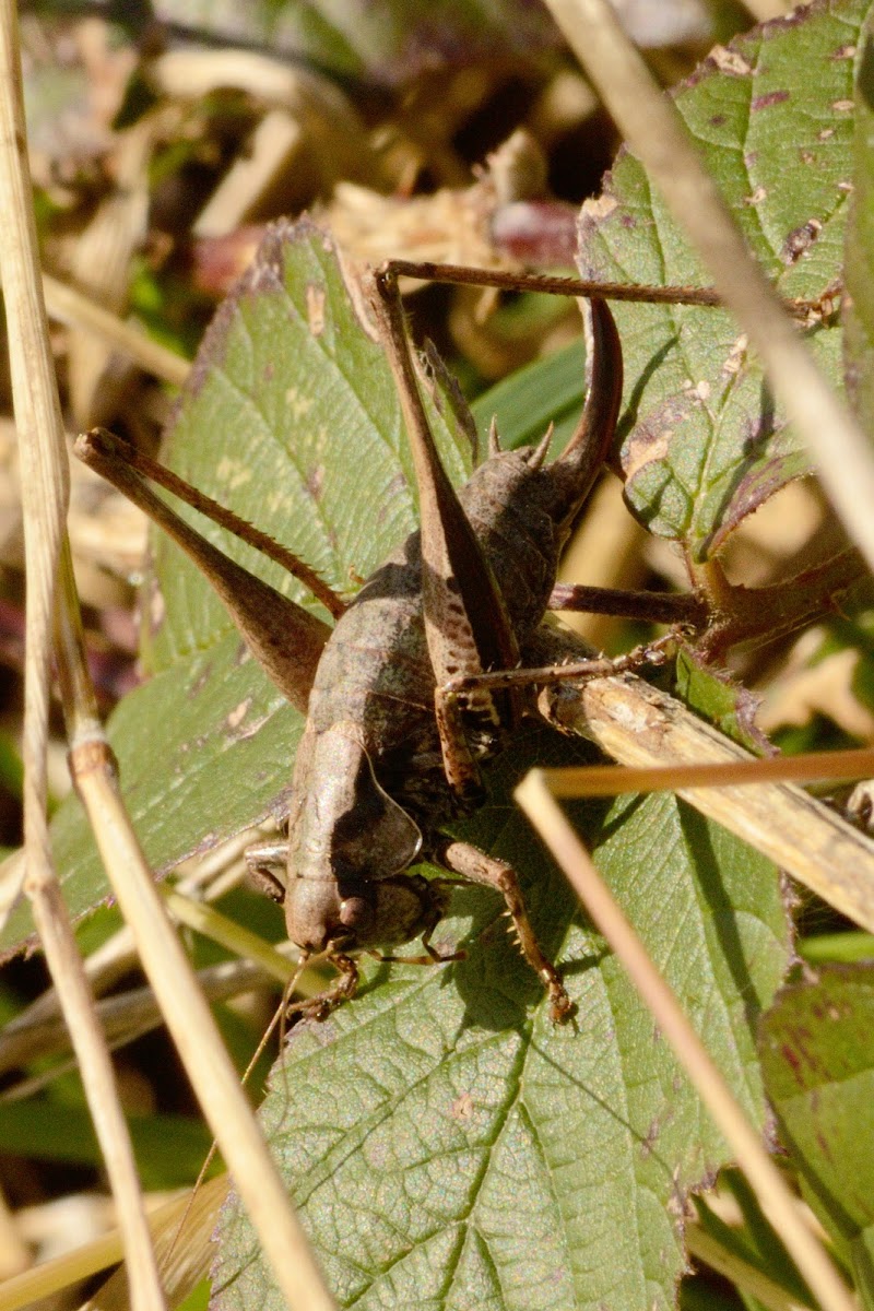 Dark Bush-cricket  (female).