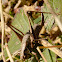 Dark Bush-cricket  (female).