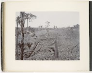 Gezicht op de zaaivelden met rijtjes tabaksplanten van een plantage bij Kalahoen Penang, Sumatra (Junger Tabak, Kal. Penang)