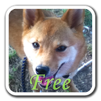 いぬがみ 柴犬編free 犬のライブ壁紙 Androidアプリ Applion