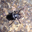 longhorn beetle