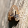 Iowa Pleistocene Snail