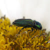 Buprestidae Beetle