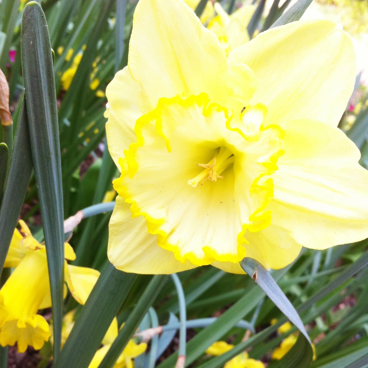 Trumpet Daffodil Project Noah