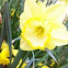 Trumpet Daffodil