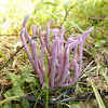 Violet-branched Coral