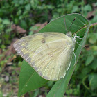 Common Emigrant