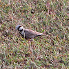 Ashy-crowned Sparrow Lark