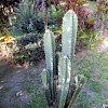 hedge cactus, Peruvian apple cactus