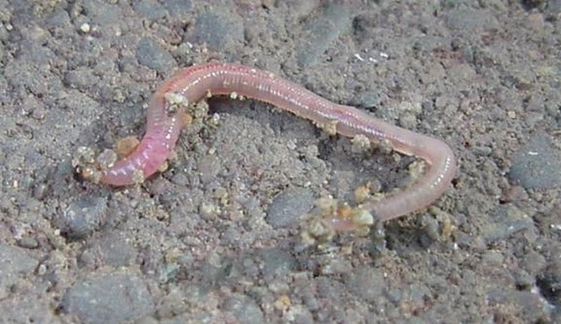 Common Earthworm