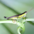 Yellow sided grasshopper