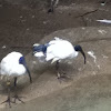 African sacred ibis