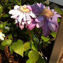 Clematis (double flower)