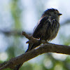 Long-tailed Tit; Mito